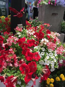 HB Candy Stripes combo Hanging Basket (c1)